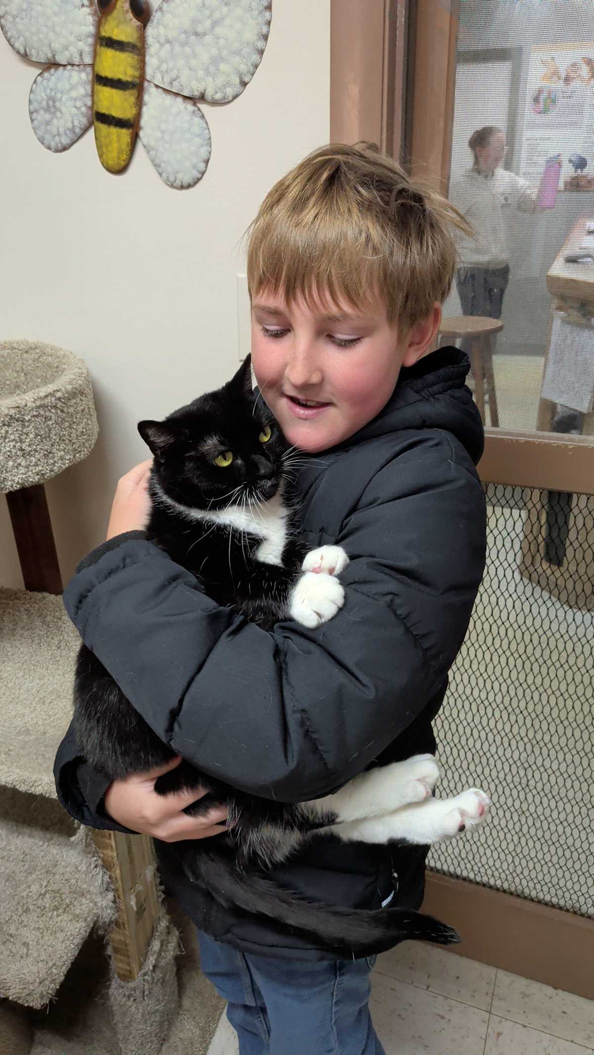 MITTENS - Domestic Shorthair for adoption in Aurora