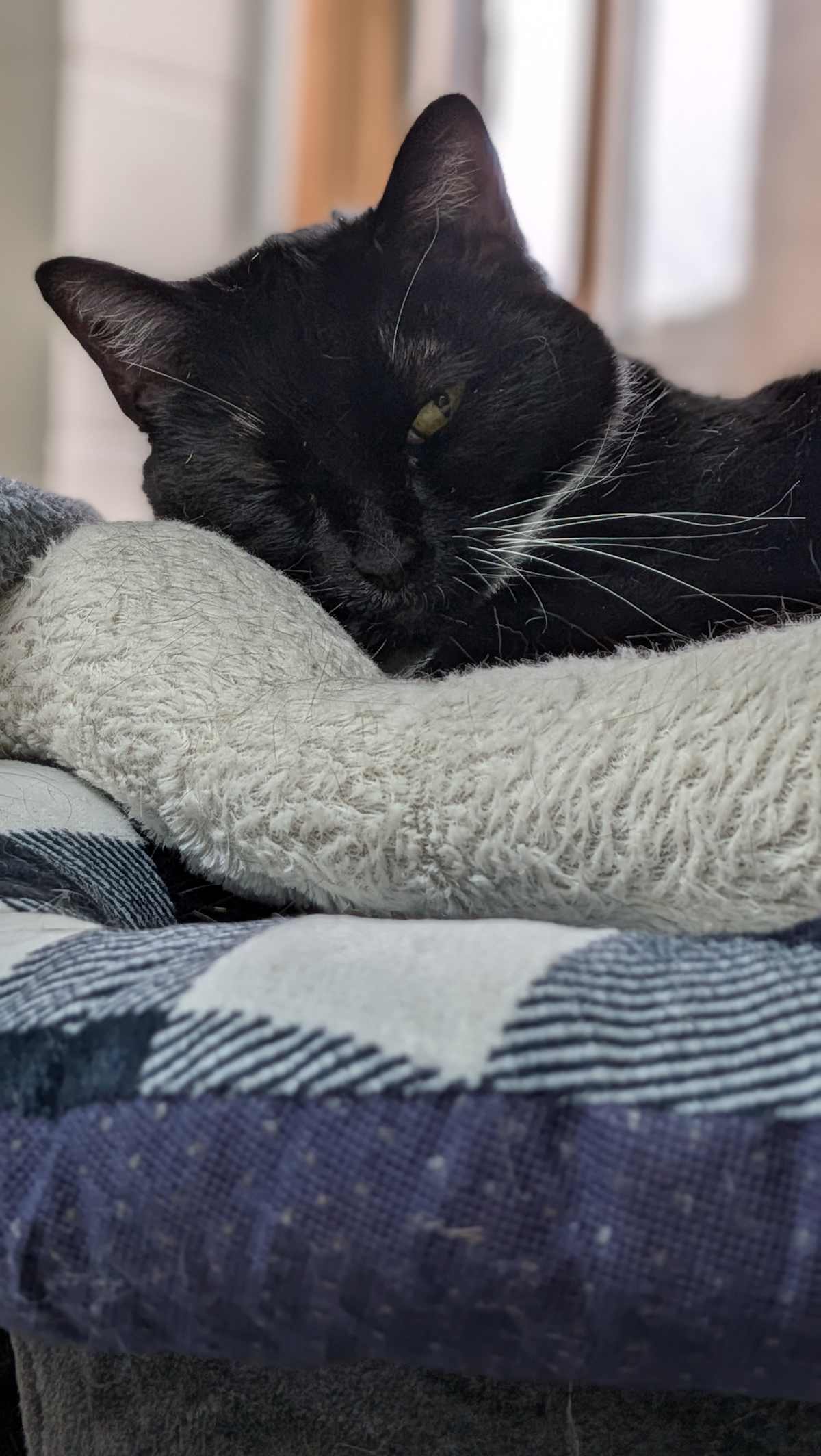MITTENS - Domestic Shorthair available for adoption