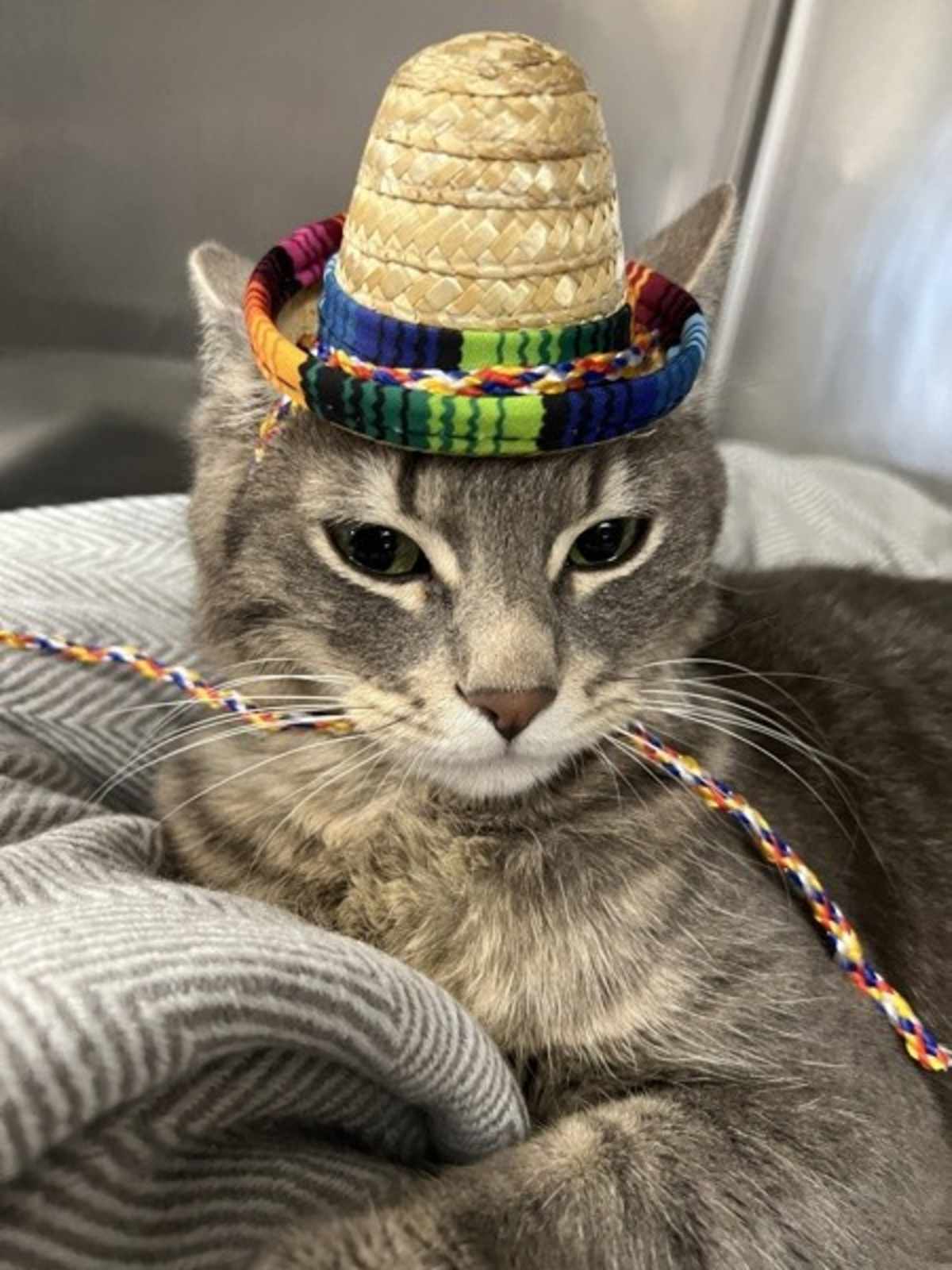 VERN - Domestic Shorthair available for adoption