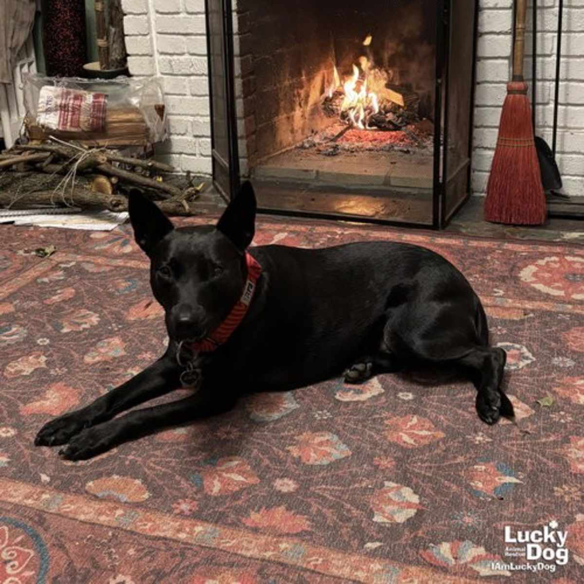 TRINITY - Australian Cattle Dog available for adoption