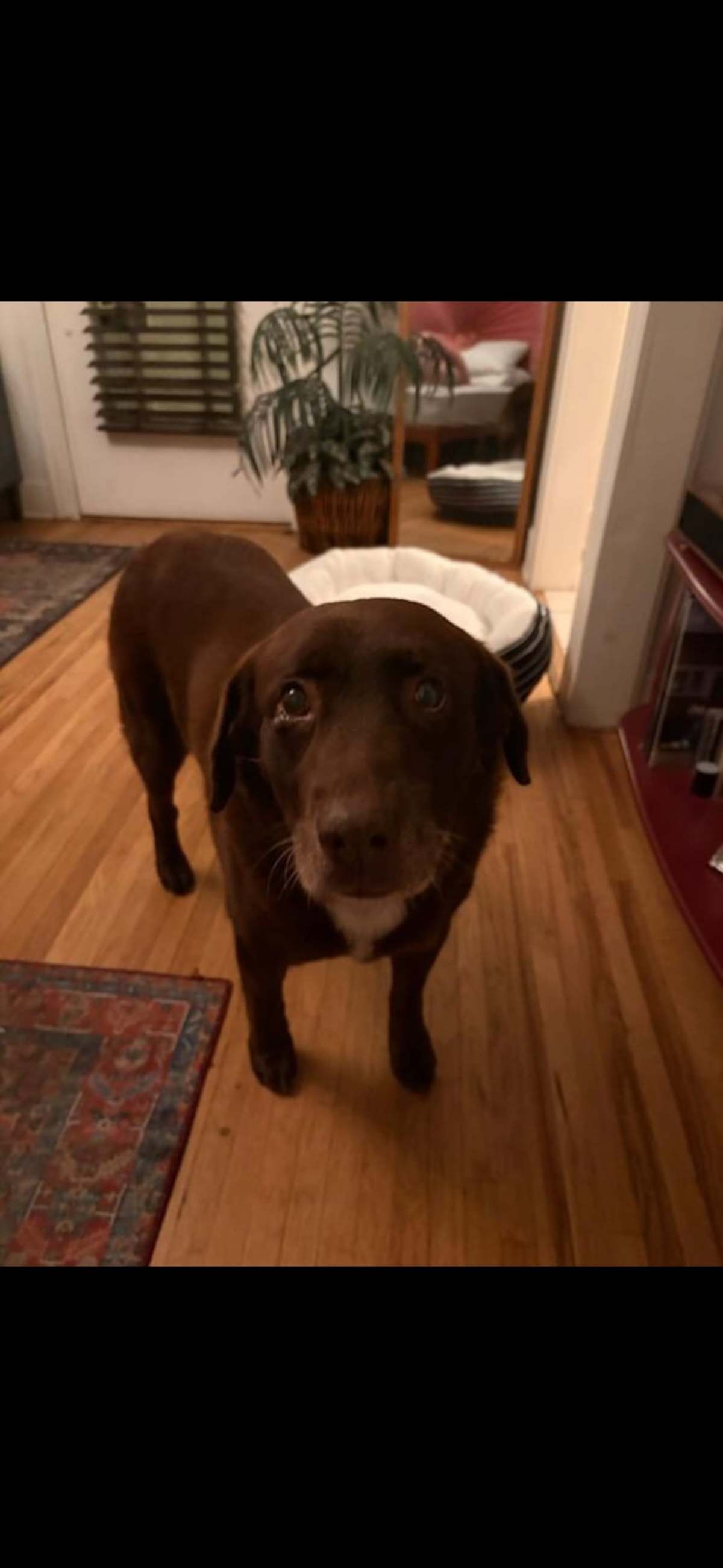 MONTIE - Labrador Retriever available for adoption