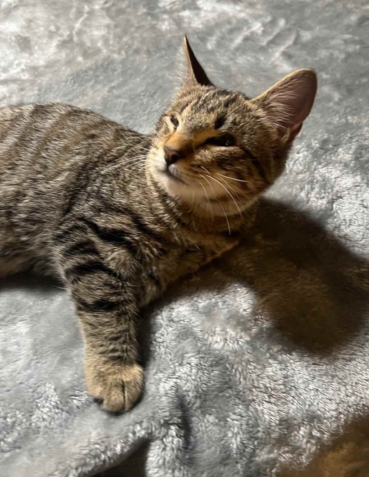 CONRAD - Domestic Shorthair for adoption in Wilmington
