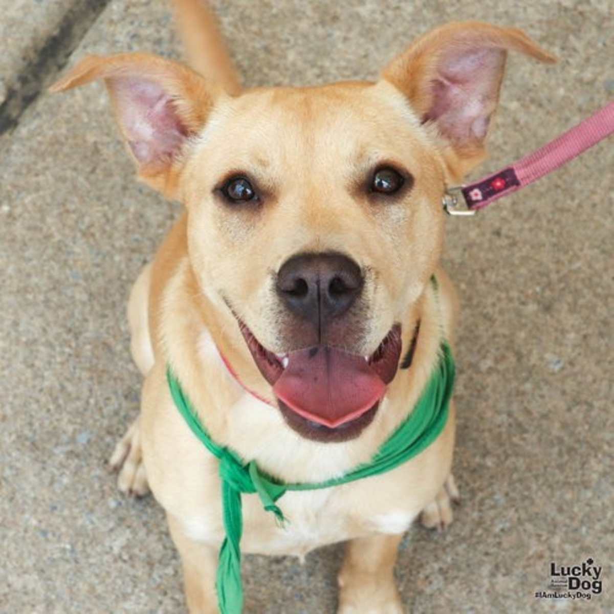 MAGGIE - Labrador Retriever available for adoption