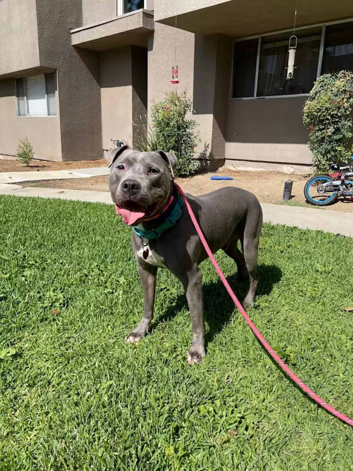 JULES - Pit Bull Terrier available for adoption
