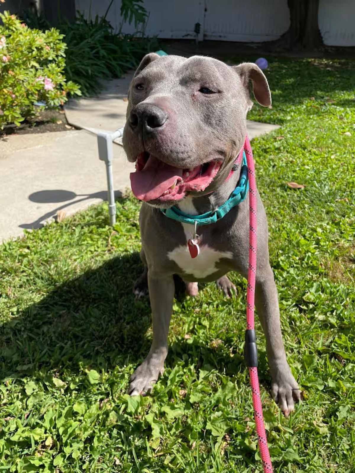 JULES - Pit Bull Terrier available for adoption
