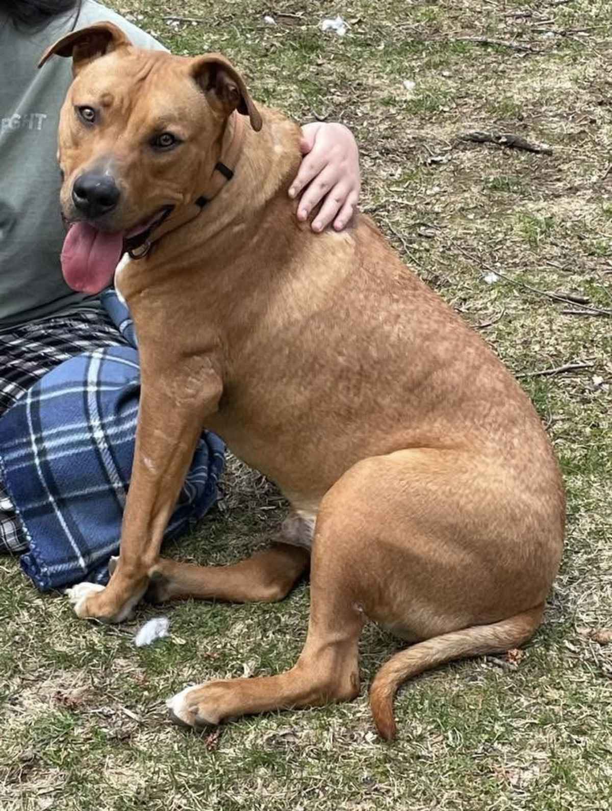 OZZIE - Boxer / Labrador Retriever available for adoption