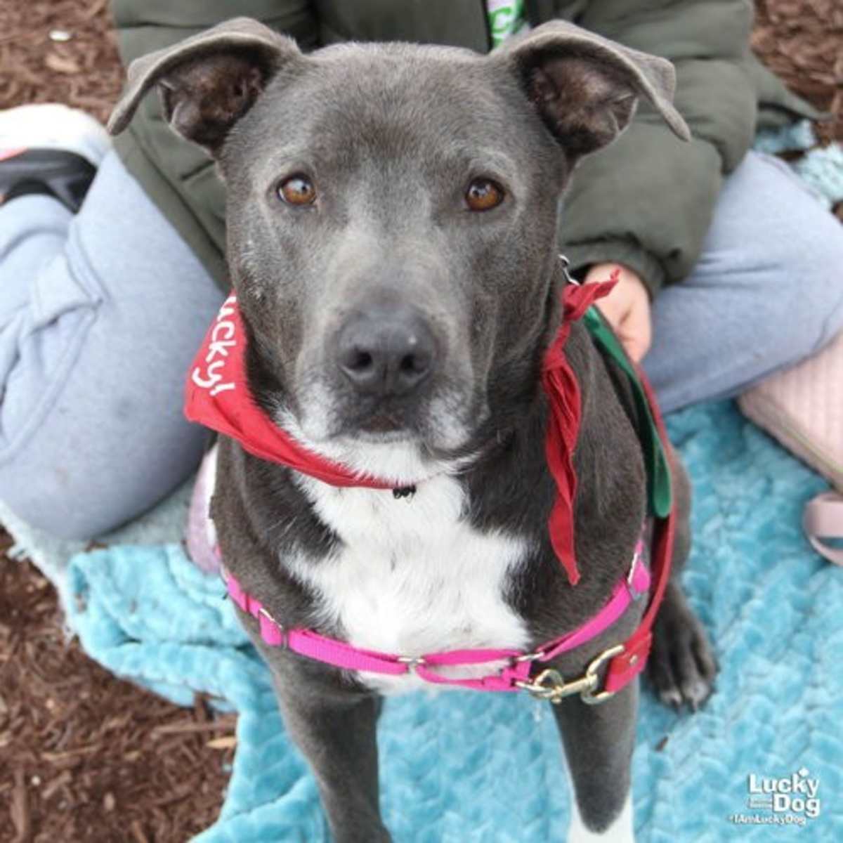 HUFFLEPUFF - Labrador Retriever / Terrier (Unknown Type, Medium) available for adoption