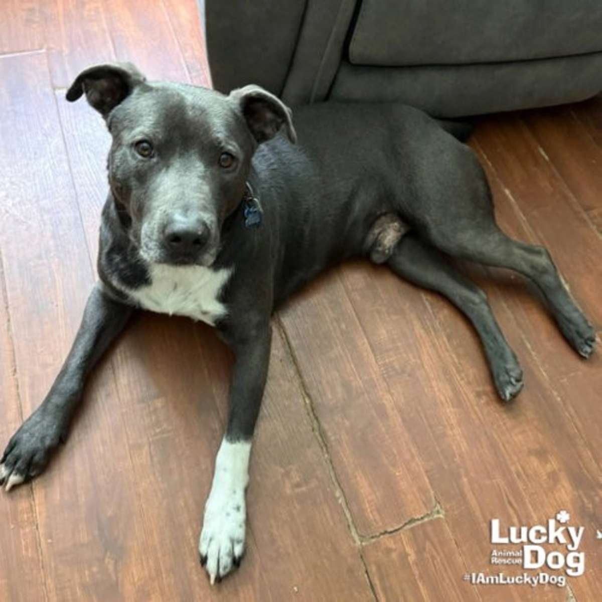 HUFFLEPUFF - Labrador Retriever / Terrier (Unknown Type, Medium) available for adoption