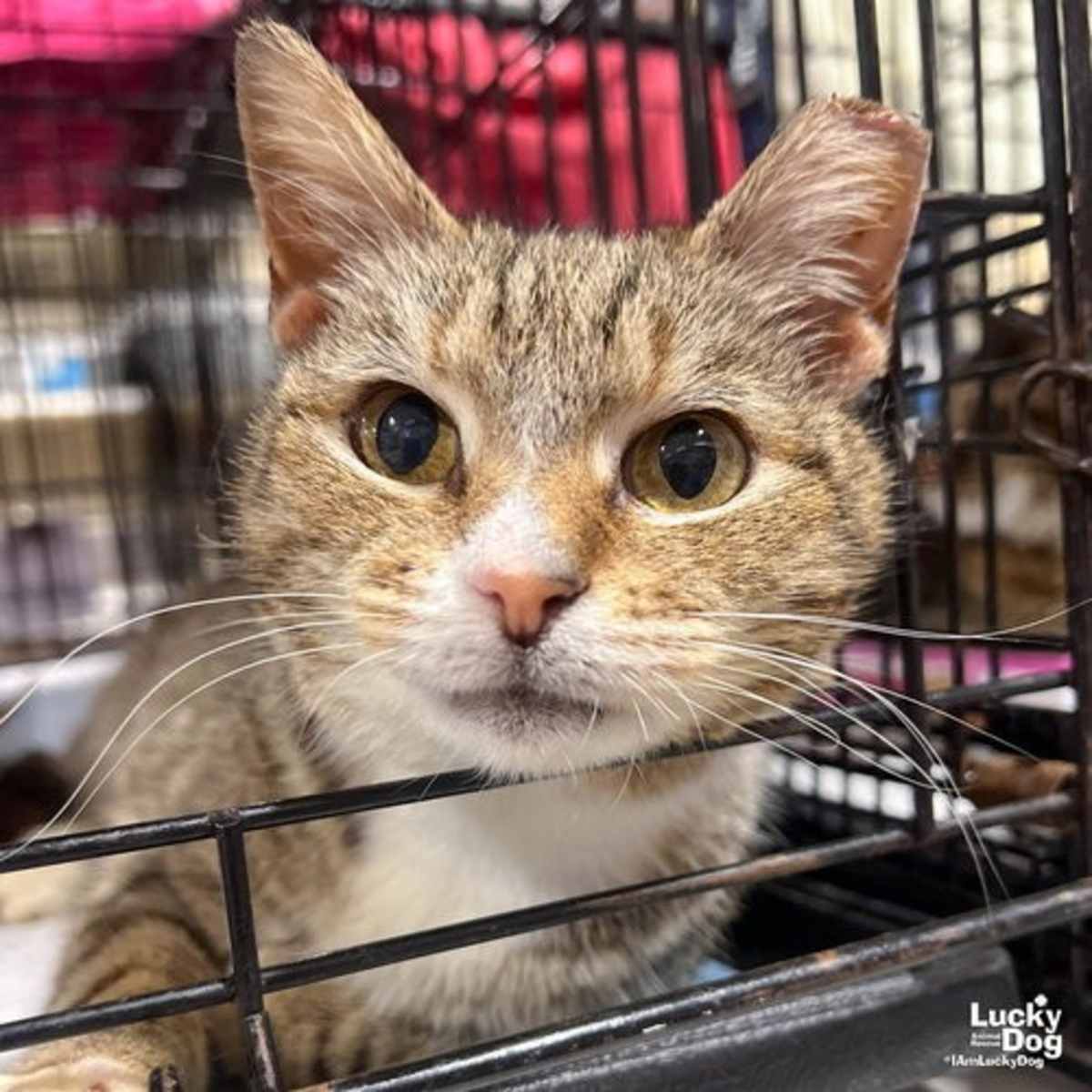 ROSEMARIE - Domestic Shorthair available for adoption