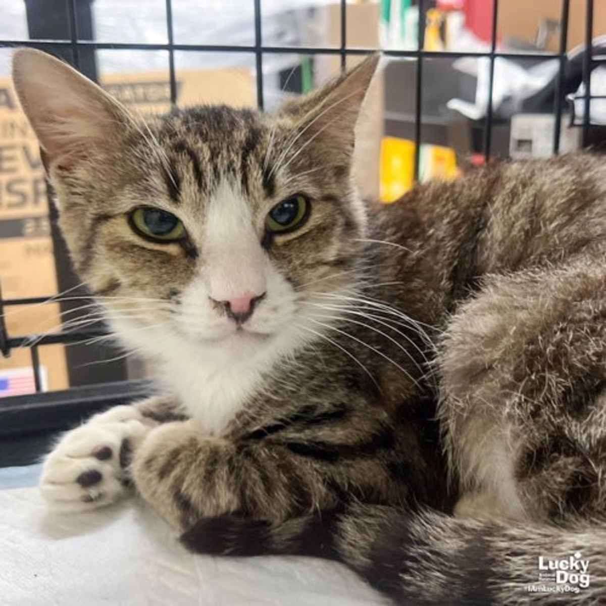 MUFFIN MAN - Domestic Shorthair available for adoption