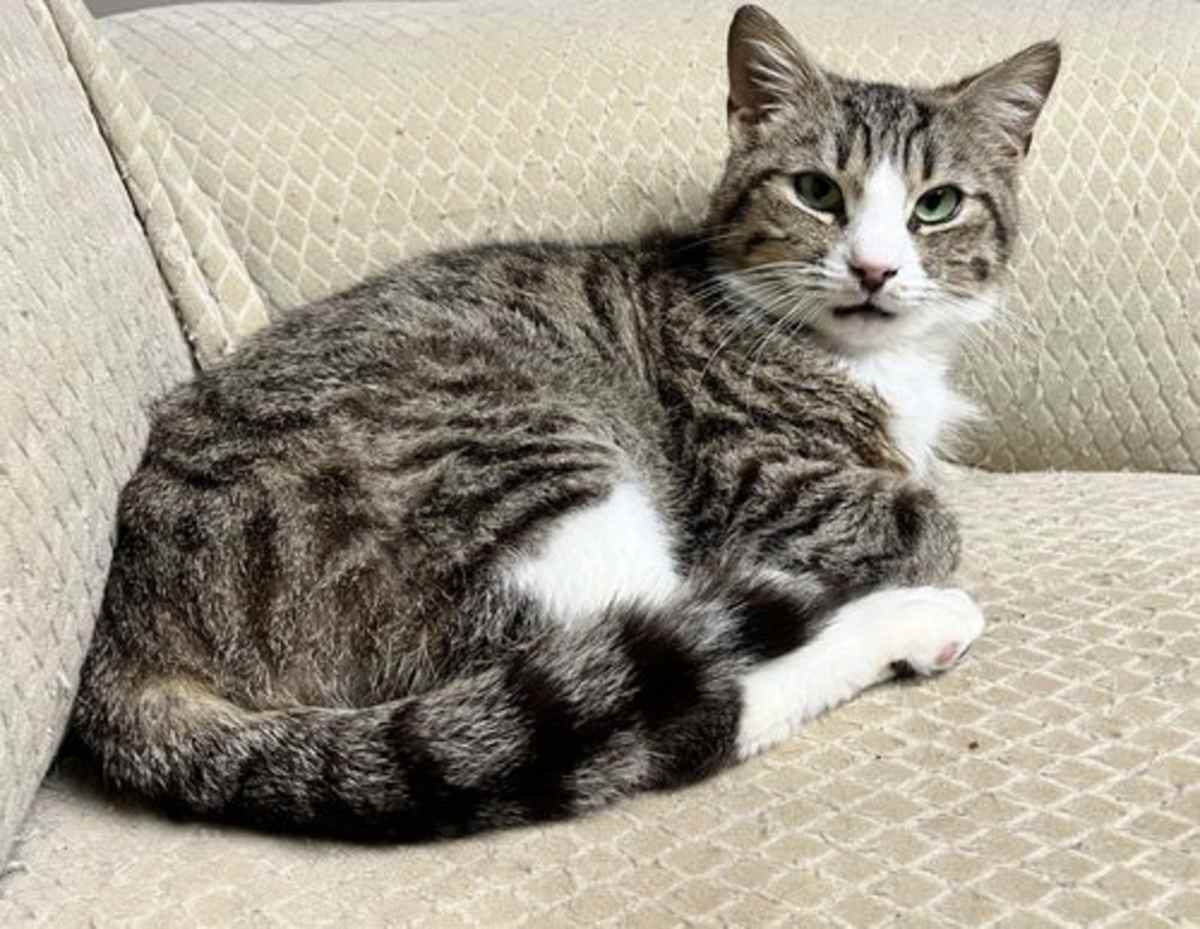 MUFFIN MAN - Domestic Shorthair available for adoption