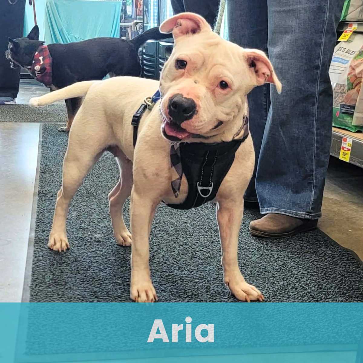 ARIA - Mixed Breed (Medium) for adoption in Rochester