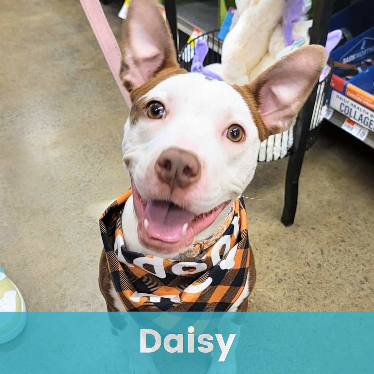 DAISY - Mixed Breed (Medium) for adoption in Rochester