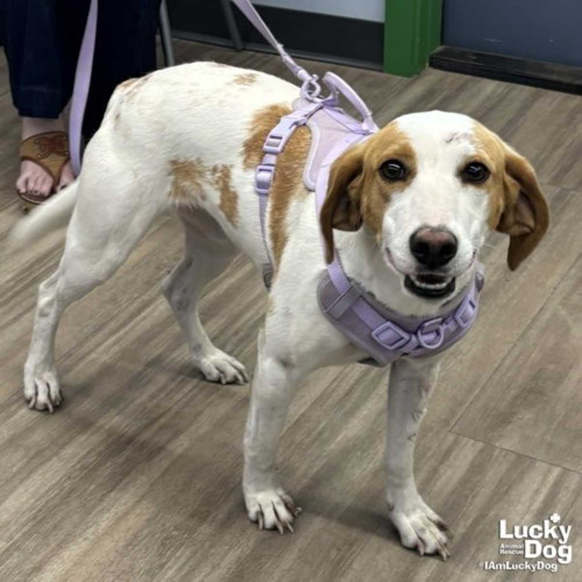 POPPYSEED - Hound (Unknown Type) available for adoption