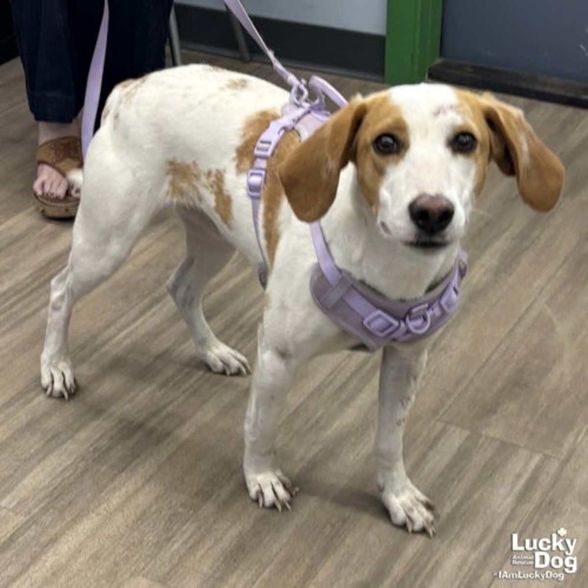 POPPYSEED - Hound (Unknown Type) available for adoption
