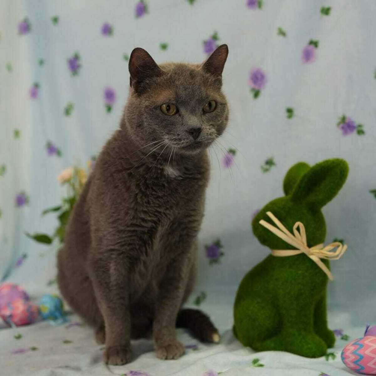 ICE ICE BABY - Russian Blue available for adoption