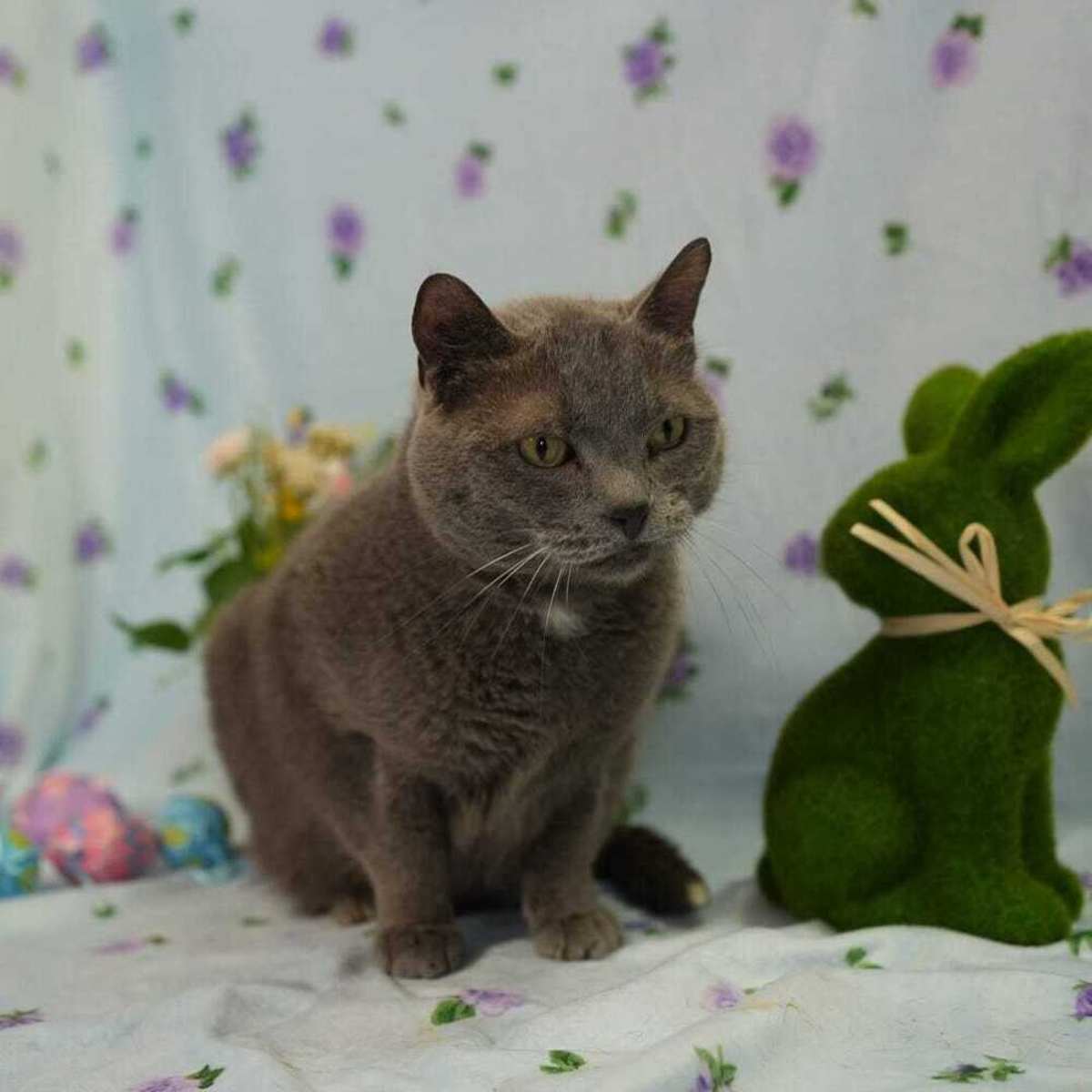 ICE ICE BABY - Russian Blue available for adoption