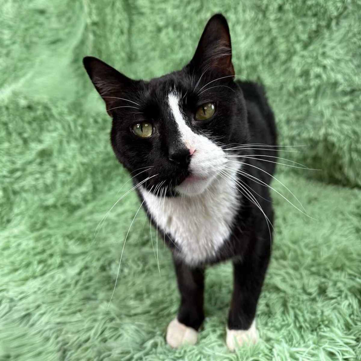 WOODY - Domestic Shorthair available for adoption