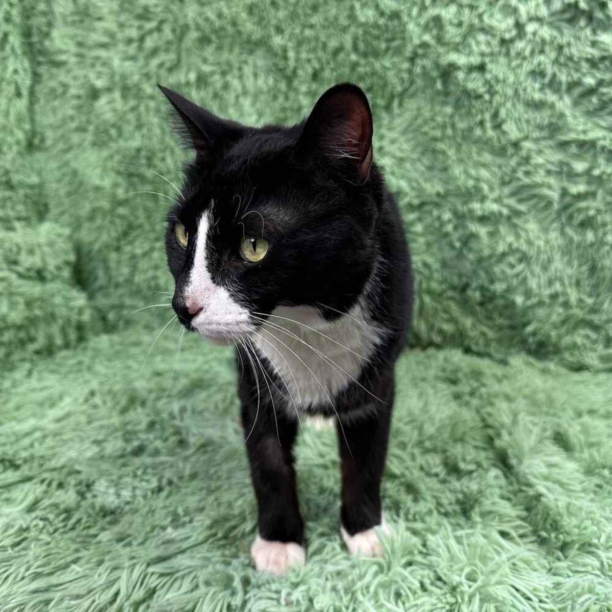 WOODY - Domestic Shorthair available for adoption