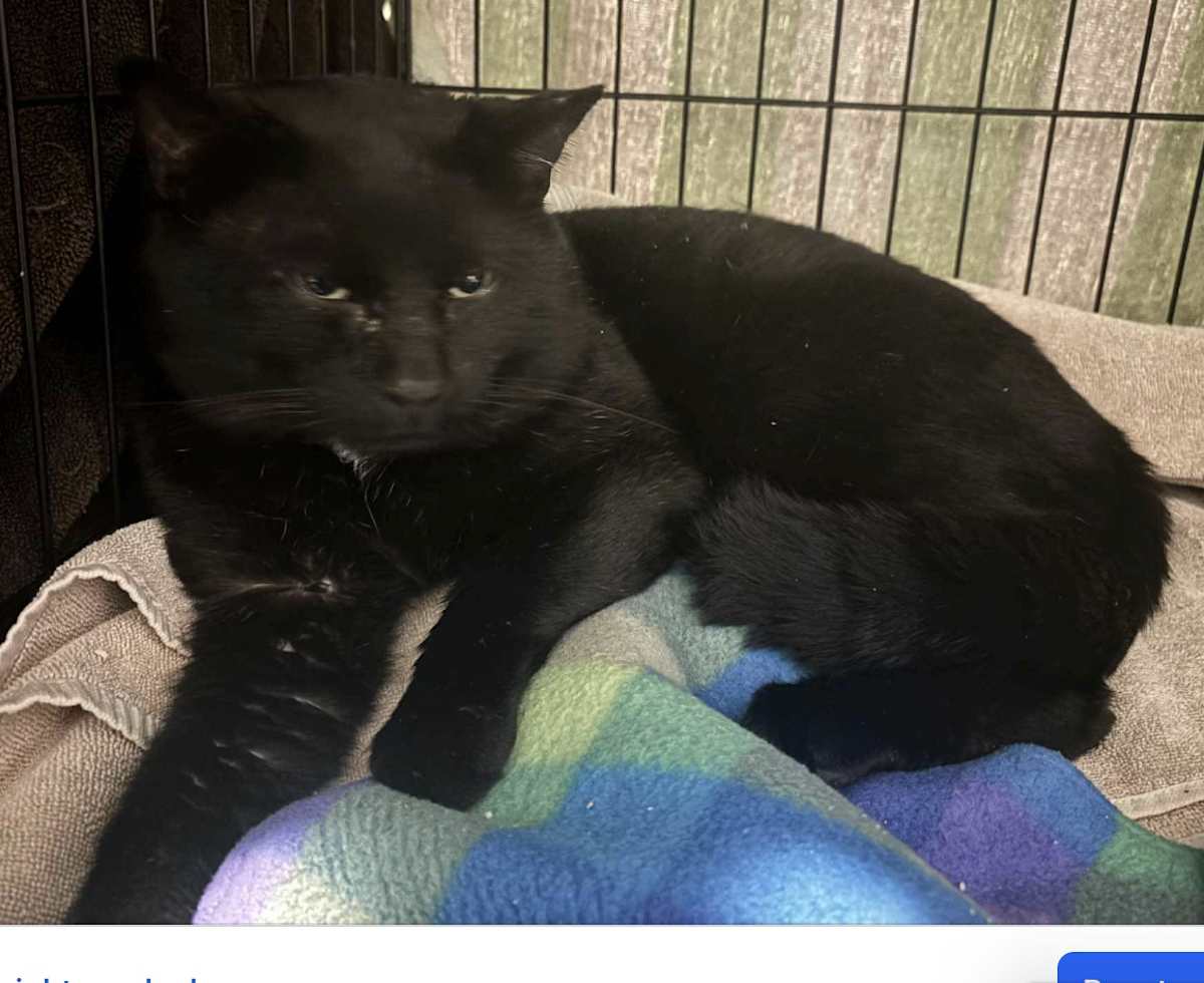 LINDEN-BARN OR GARDEN CAT - Domestic Shorthair available for adoption
