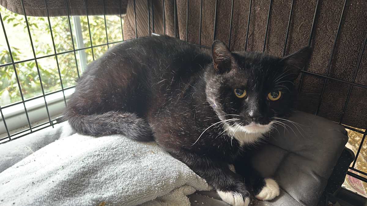 LINDEN-BARN OR GARDEN CAT - Domestic Shorthair available for adoption