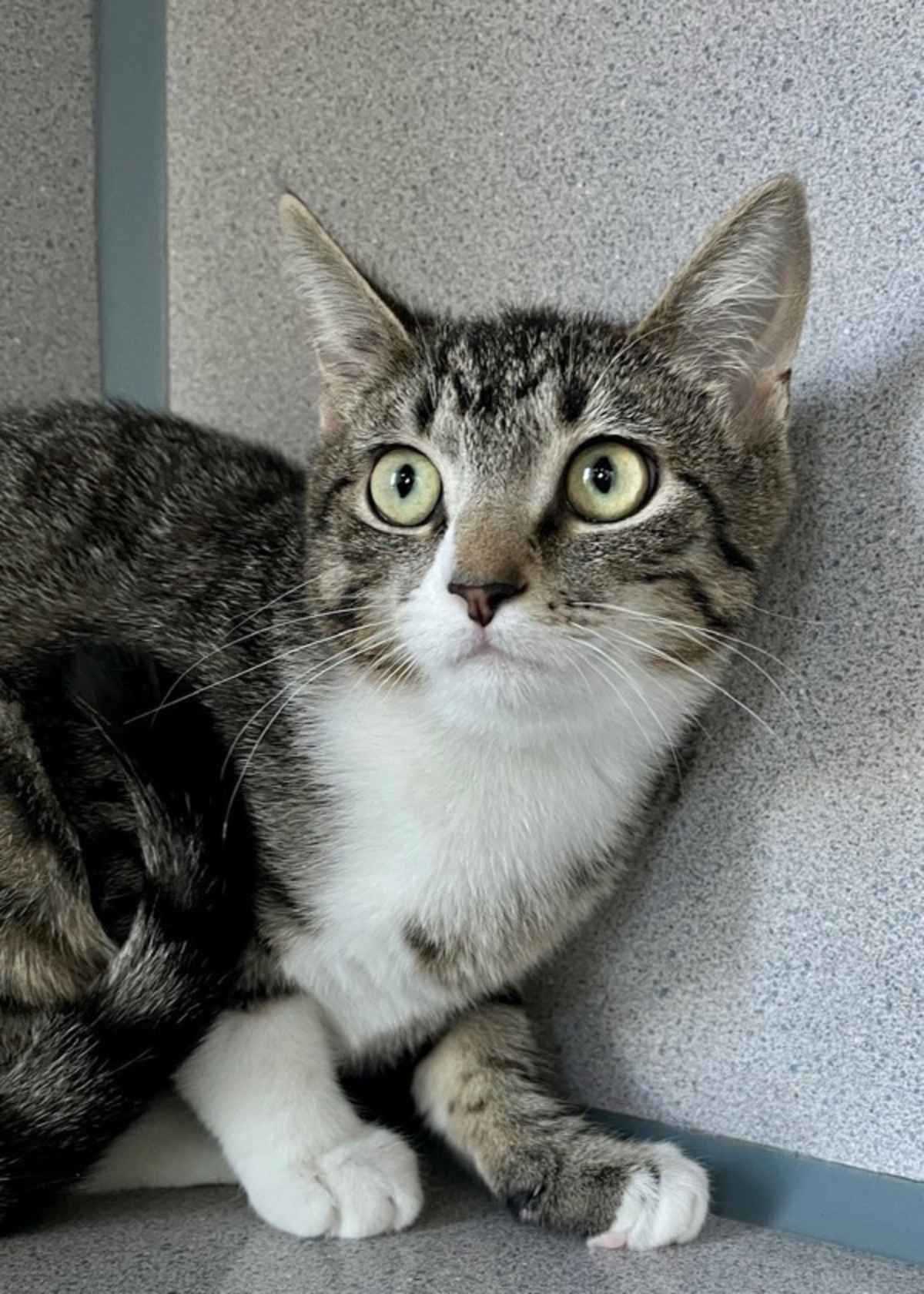 EGGO - Domestic Shorthair available for adoption