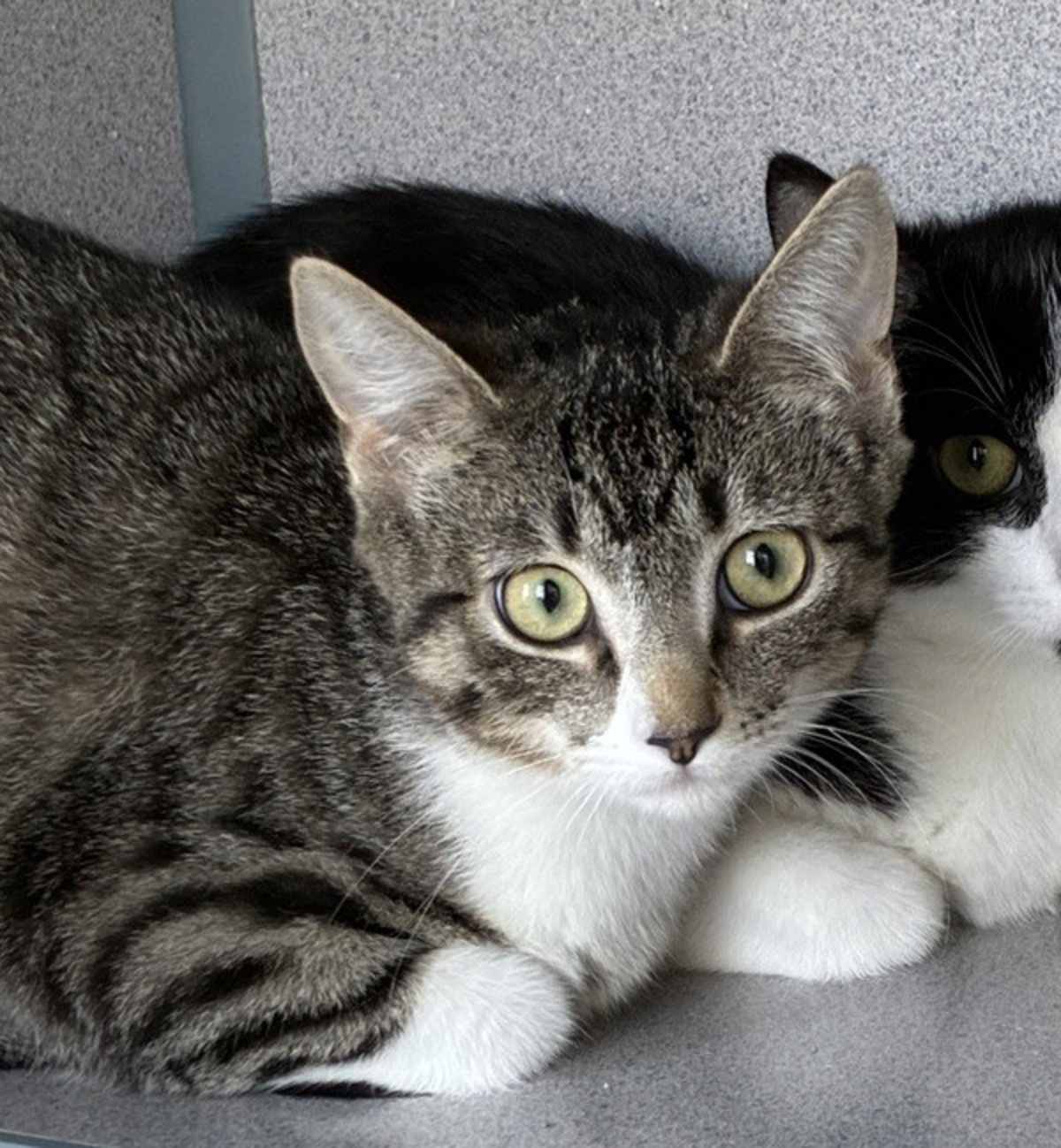 EGGO - Domestic Shorthair available for adoption