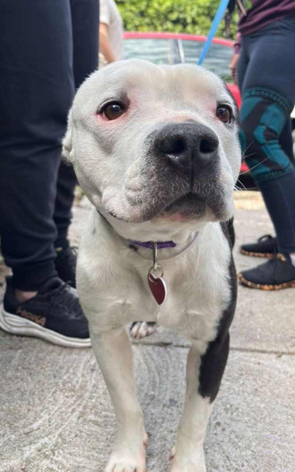 HUSTLE - American Bulldog available for adoption