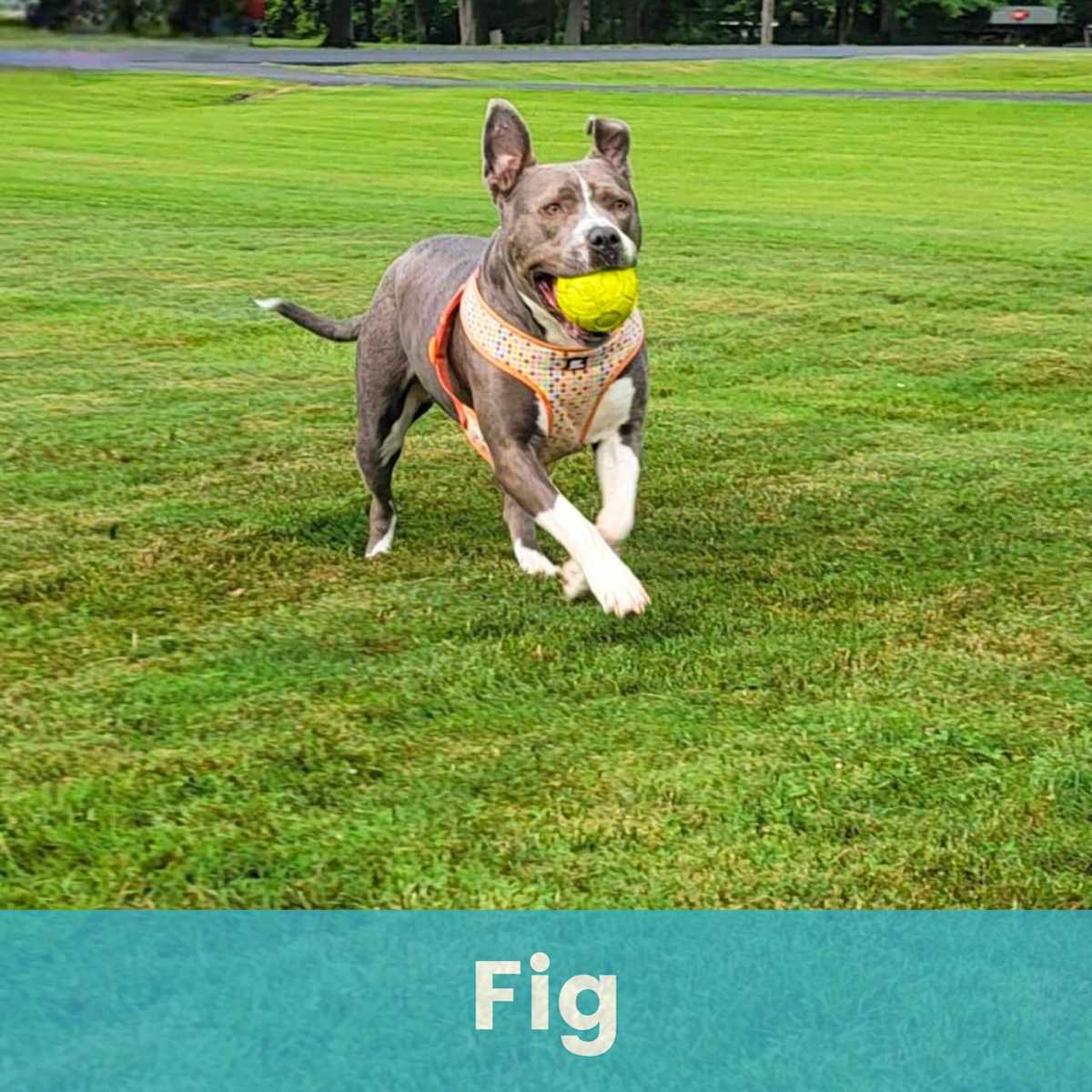 FIG - Mixed Breed (Medium) / American Pit Bull Terrier for adoption in Rochester