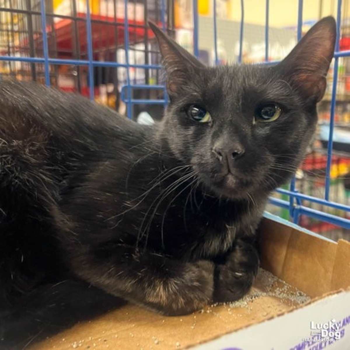 ERNIE - Domestic Shorthair available for adoption