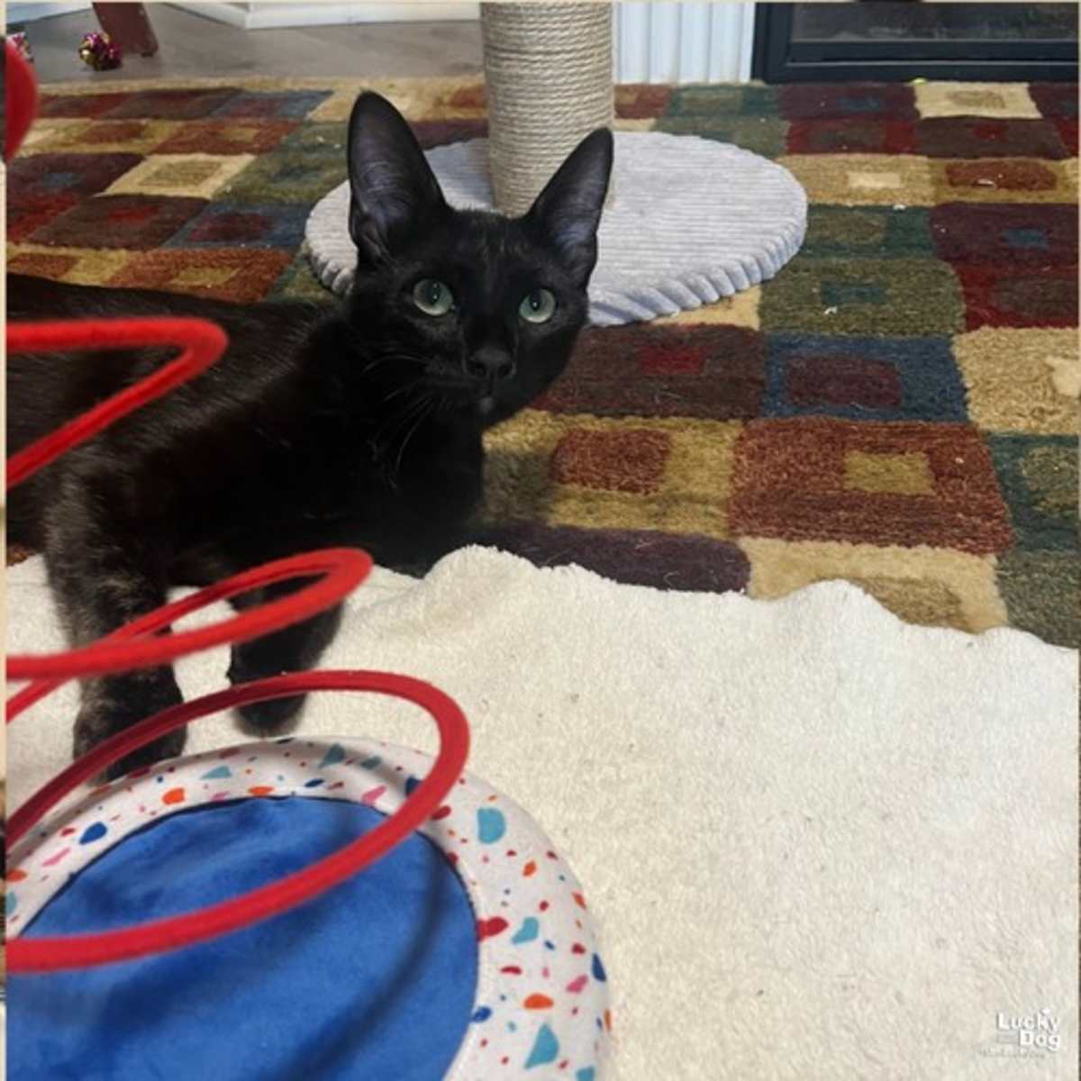 ERNIE - Domestic Shorthair available for adoption