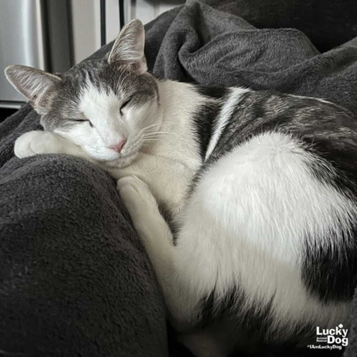 CYPRESS - Domestic Shorthair available for adoption