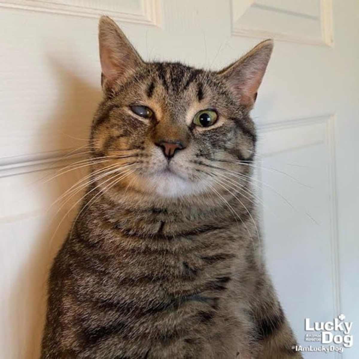 PANINI - Domestic Shorthair available for adoption