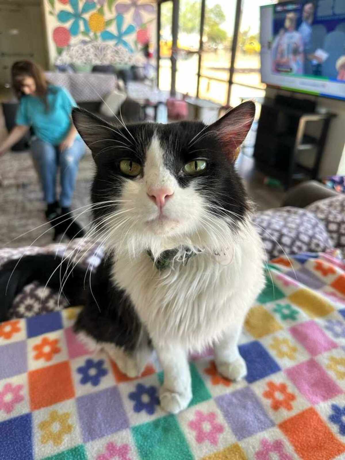 GOJO - Domestic Mediumhair for adoption in Tucson