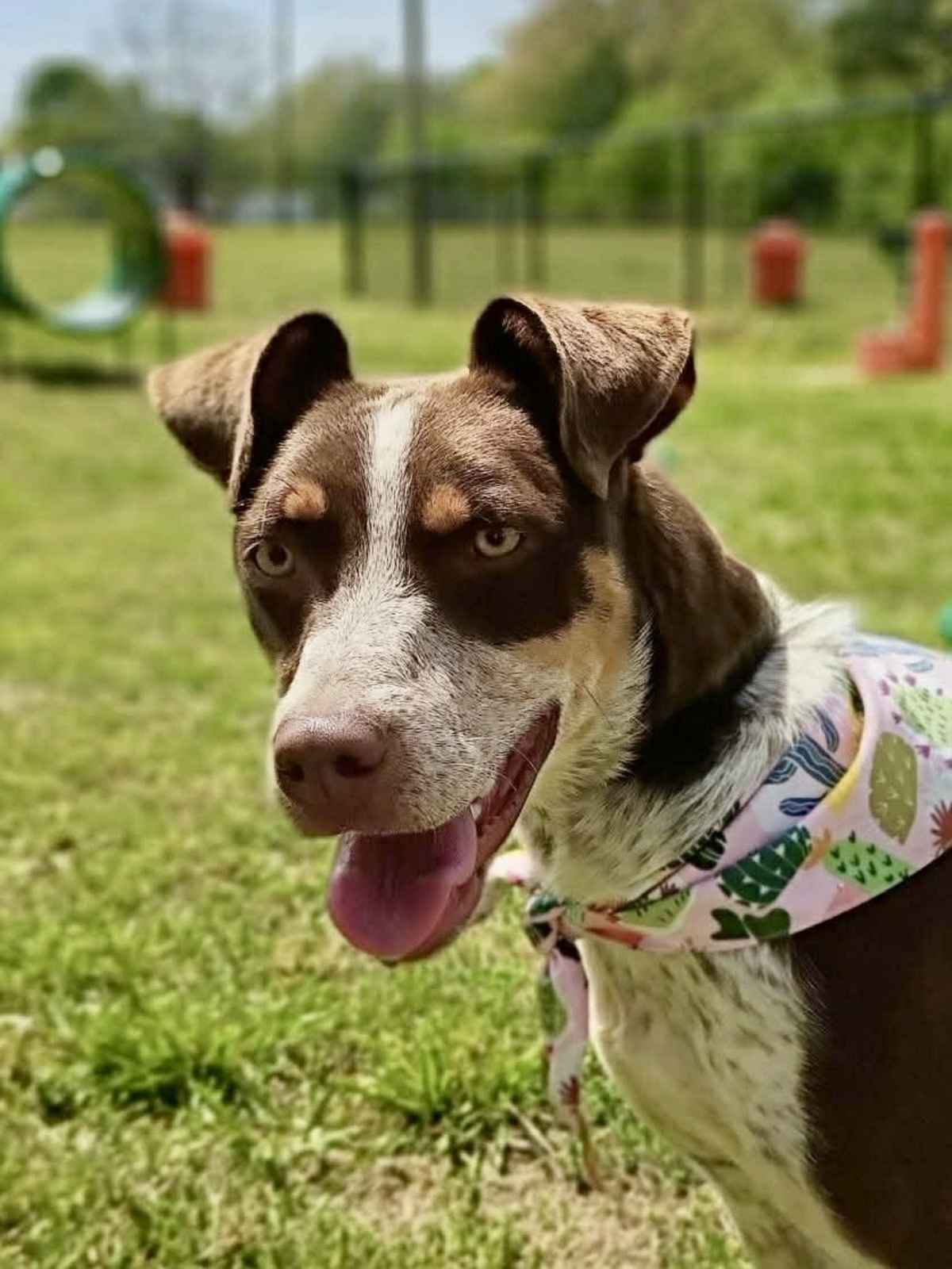 DARCI - German Shorthaired Pointer / Australian Kelpie available for adoption