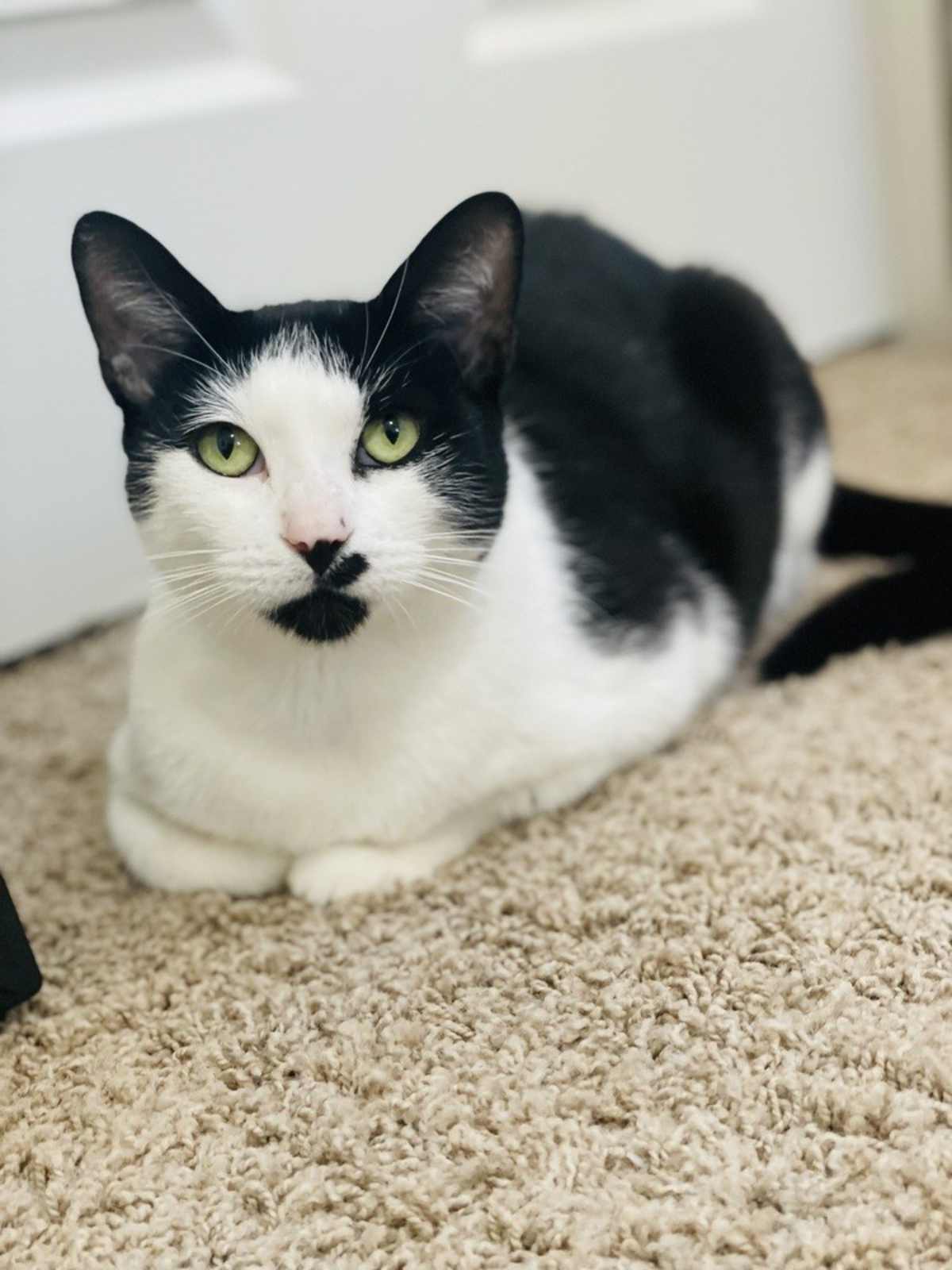 DAKOTA 2 - Domestic Shorthair for adoption in Tucson