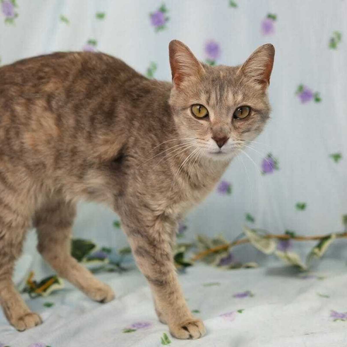 CRANBERRY - Domestic Shorthair available for adoption