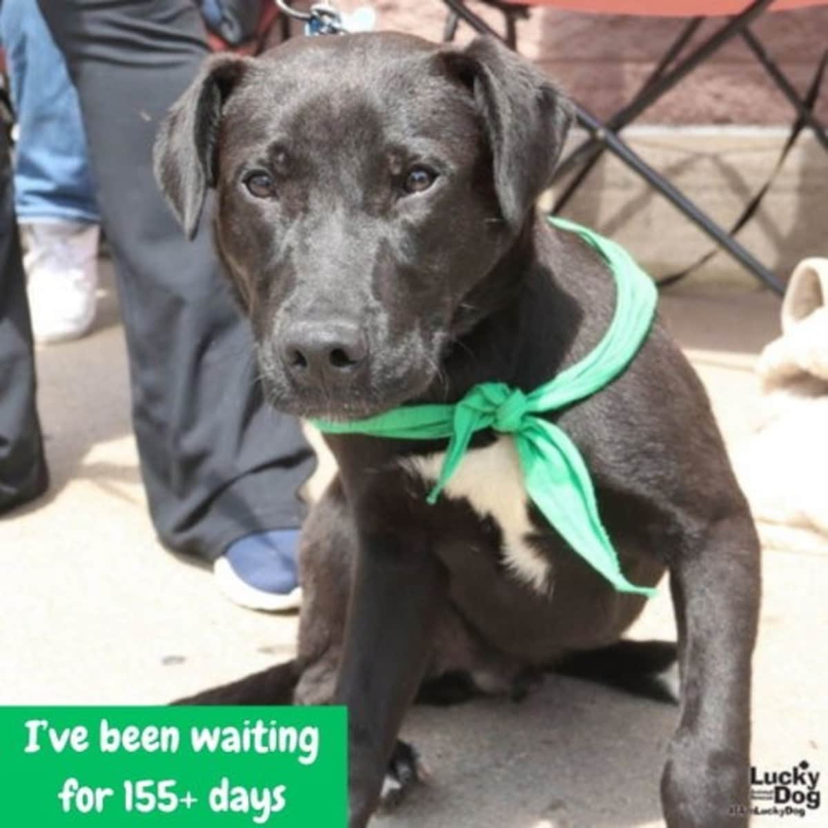 RYDER - Australian Cattle Dog / Retriever (Unknown Type) available for adoption