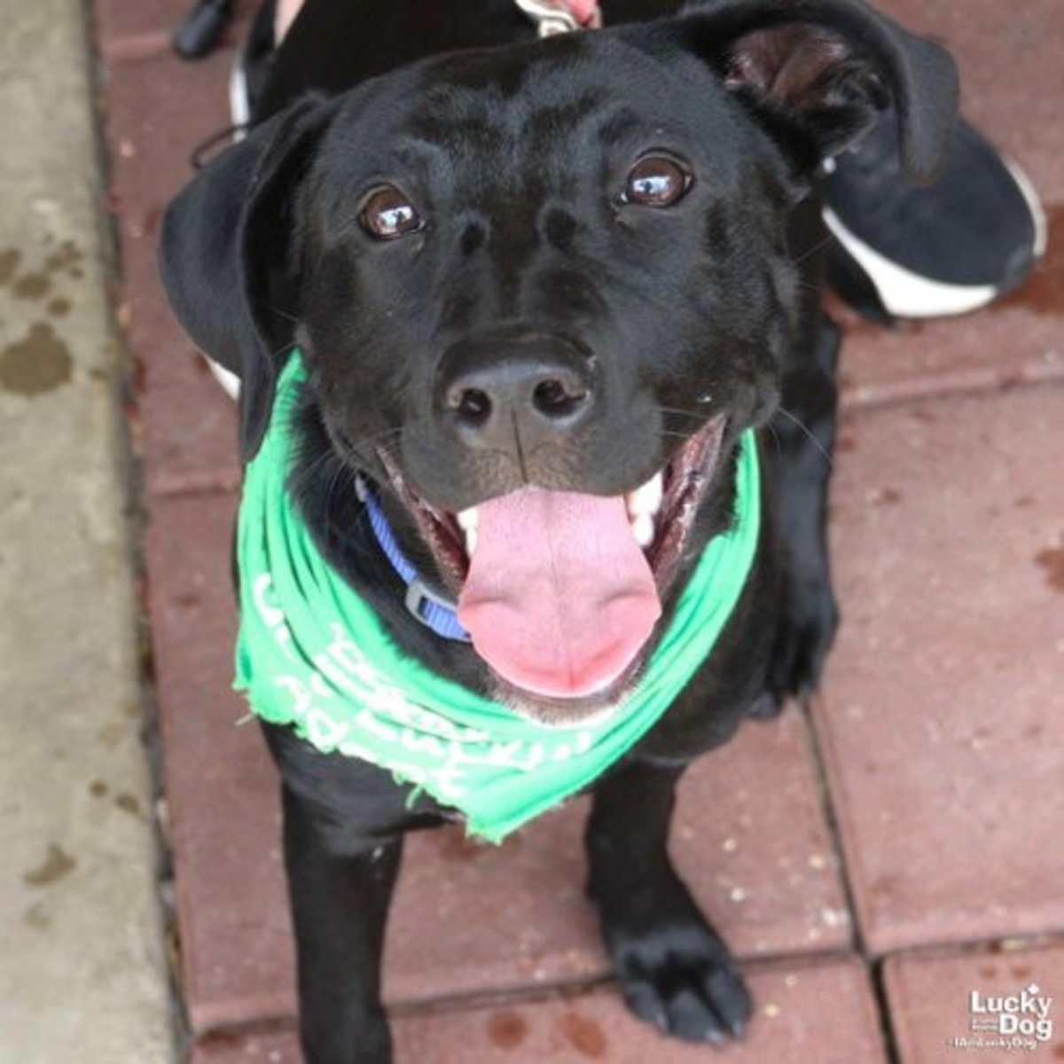 ROO - Labrador Retriever available for adoption