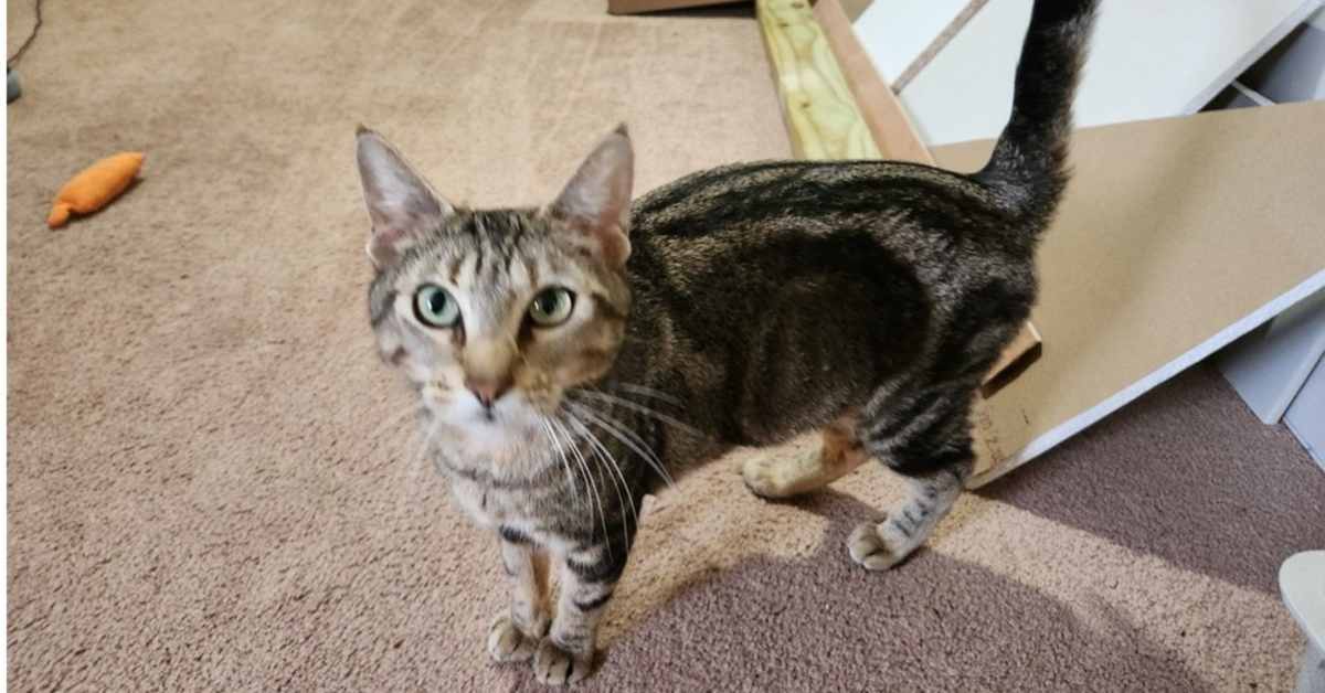 BETTY CROCKER - Domestic Shorthair available for adoption