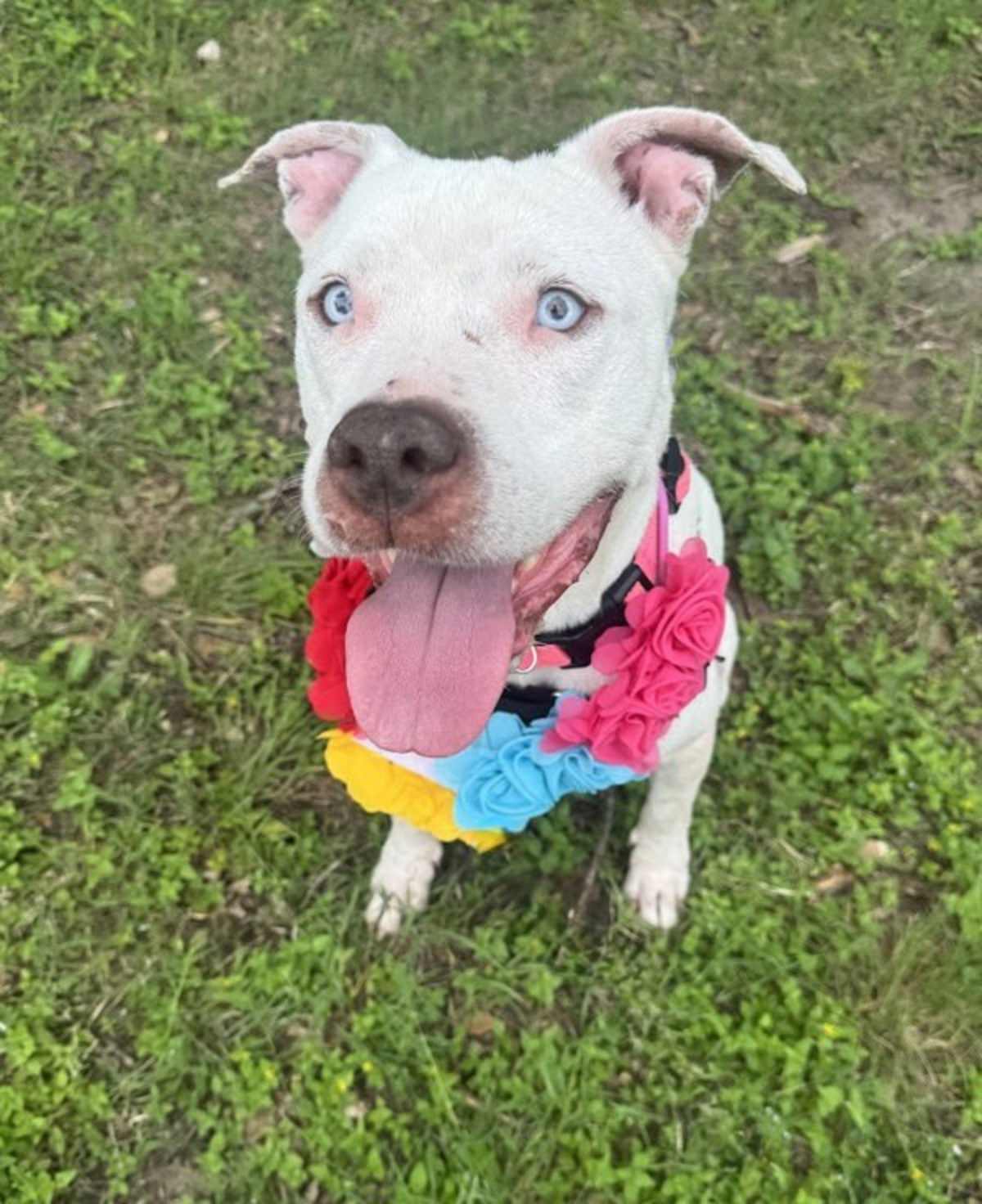 FENDI - American Pit Bull Terrier available for adoption