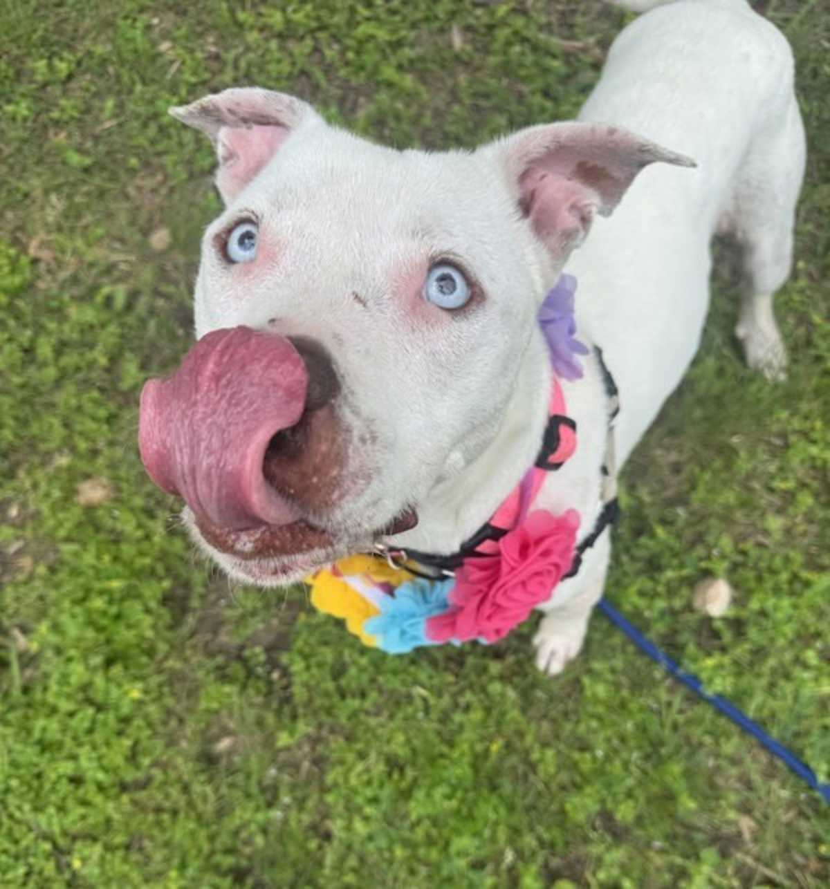 FENDI - American Pit Bull Terrier available for adoption