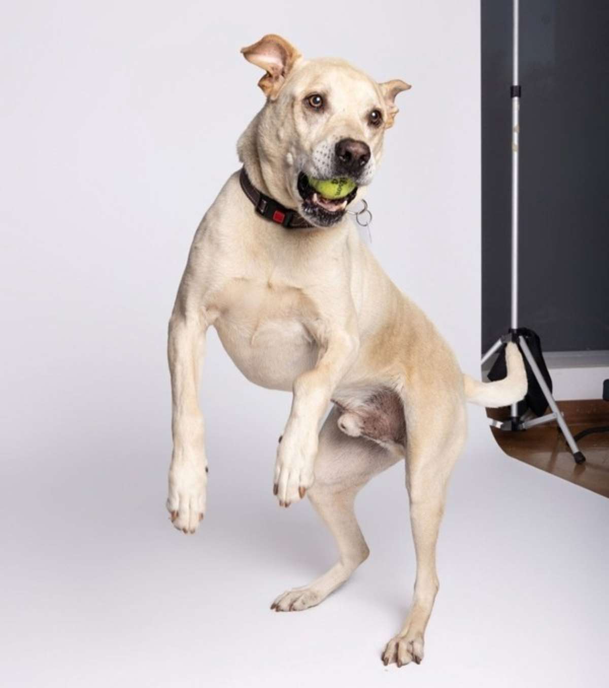CHARLIE - Labrador Retriever / Anatolian Shepherd available for adoption