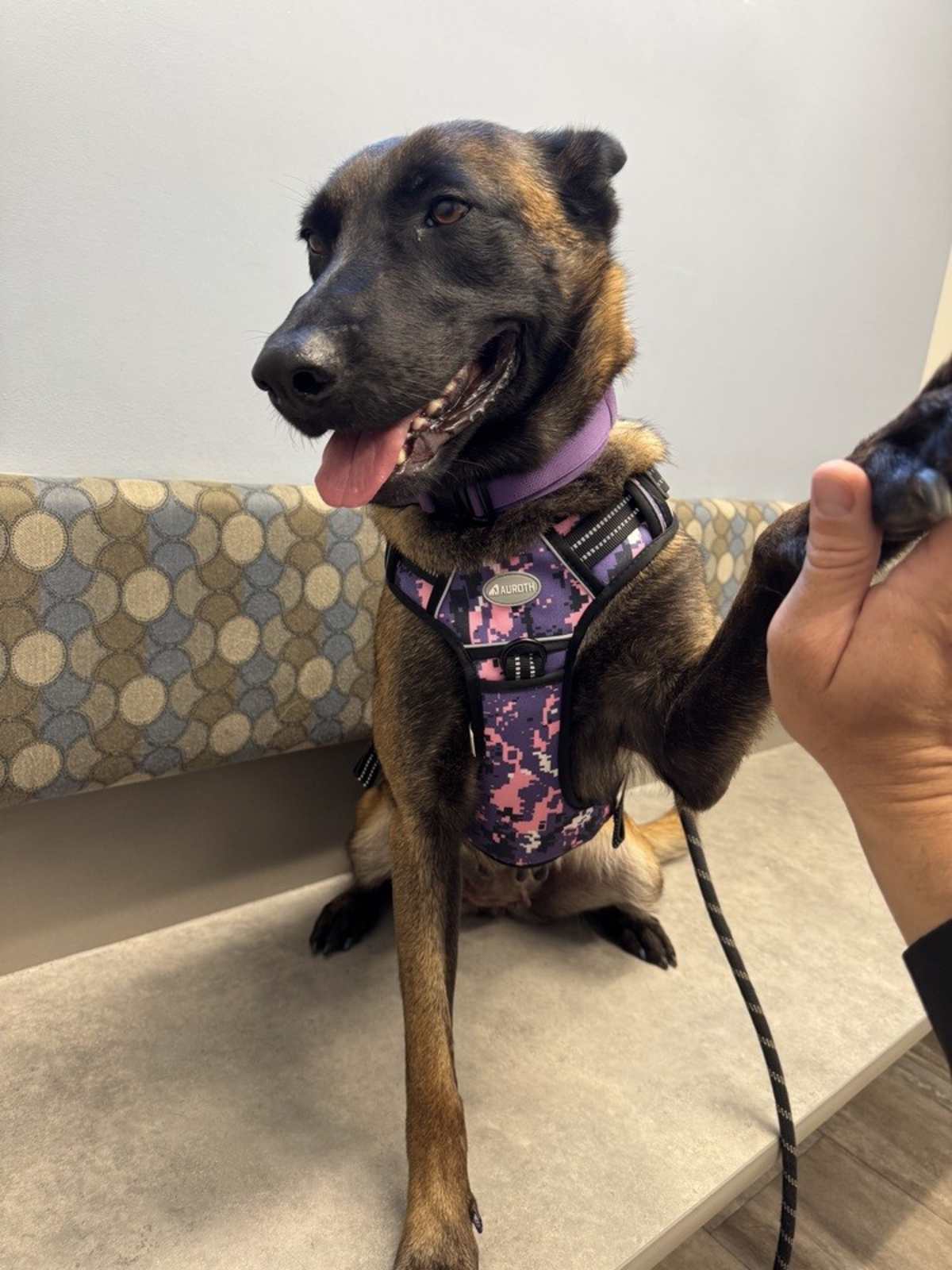 NYRAH - Belgian Malinois available for adoption