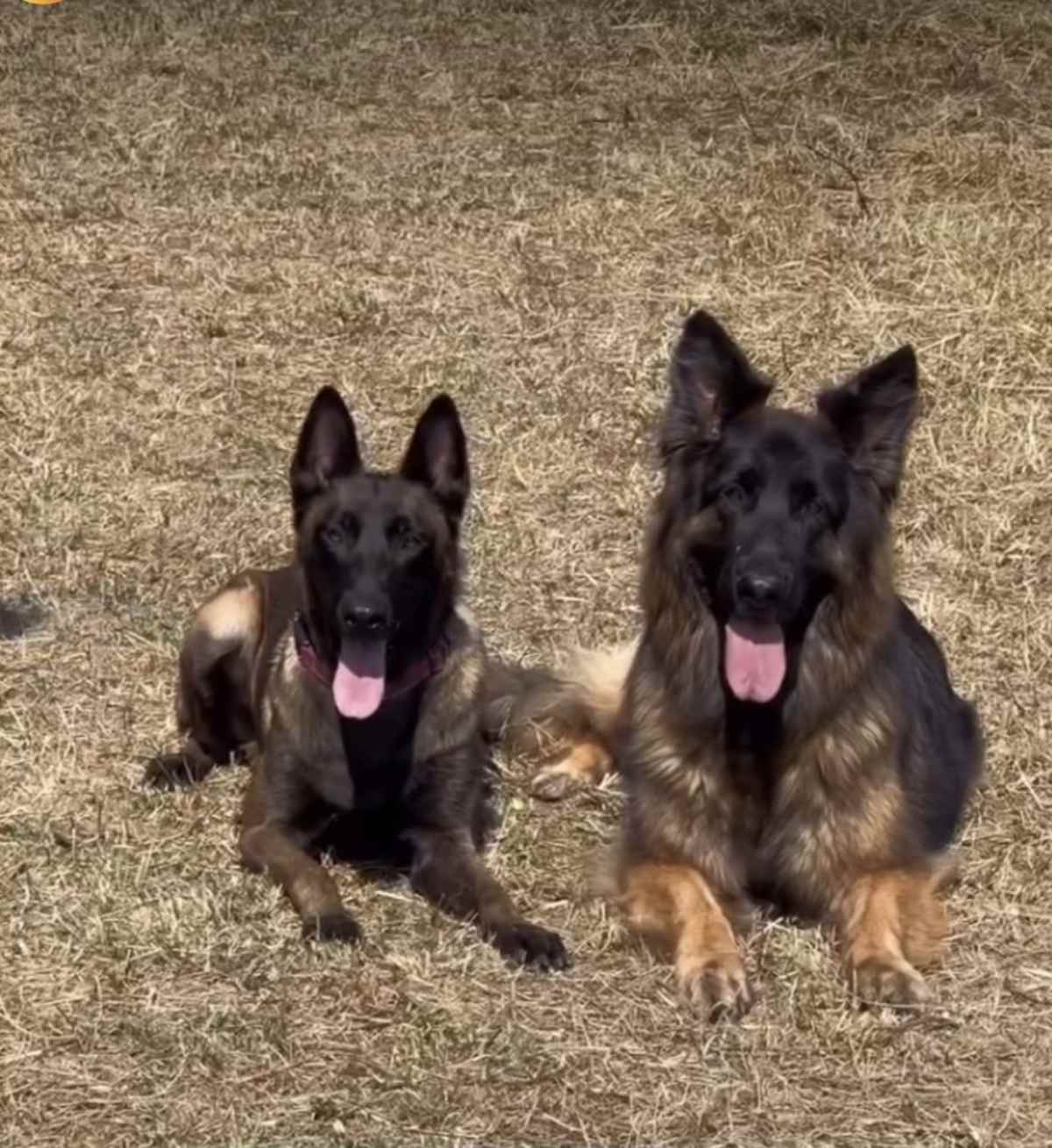 NYRAH - Belgian Malinois available for adoption