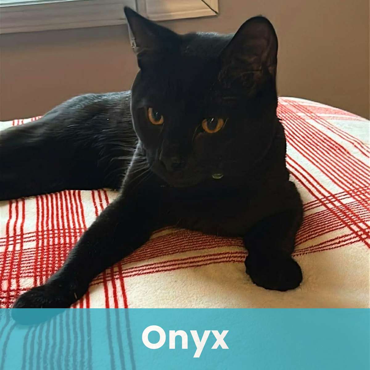ONYX - Domestic Shorthair for adoption in Rochester