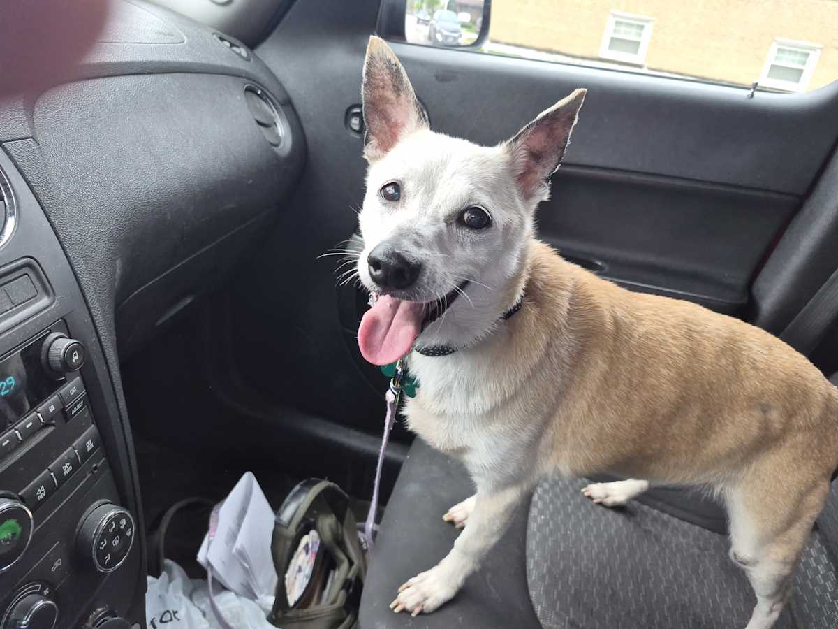 JC - Jack Russell Terrier / Chihuahua available for adoption