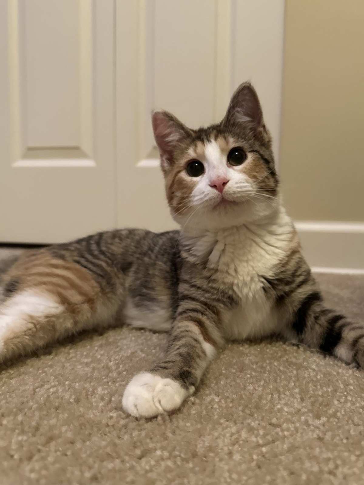 DAISY (BONDED WITH DEWEY) - Domestic Shorthair available for adoption