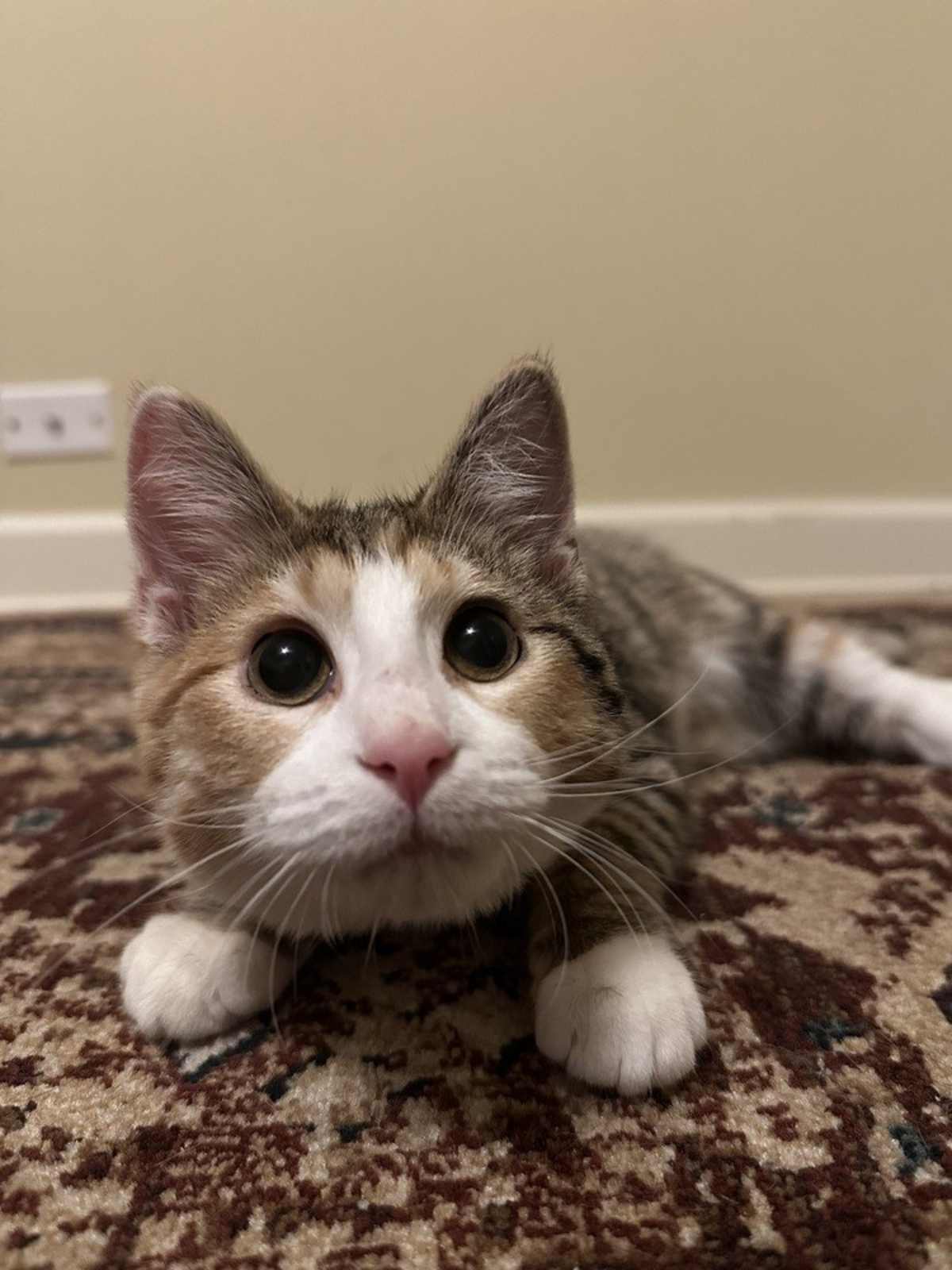 DAISY (BONDED WITH DEWEY) - Domestic Shorthair available for adoption