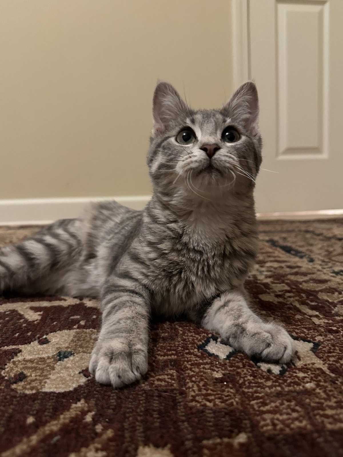 DEWEY (BONDED WITH DAISY) - Domestic Shorthair available for adoption